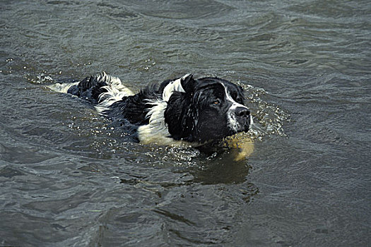 狗,成年,游泳