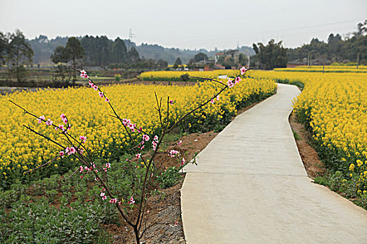 油菜花田