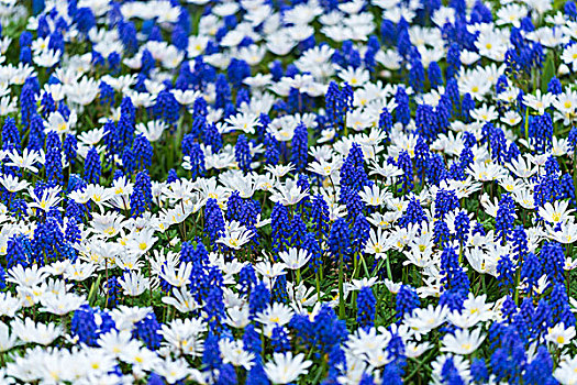 蓝色,麝香兰,白色,雏菊,花,春天,库肯霍夫花园,荷兰南部,荷兰
