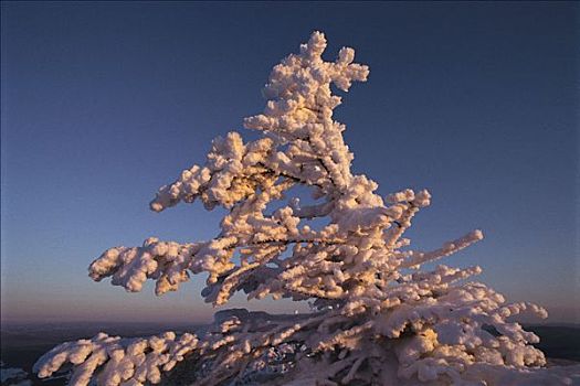 积雪,云杉,佛蒙特州,美国