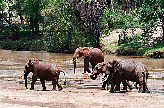 大象,非洲象,东察沃国家公园,肯尼亚