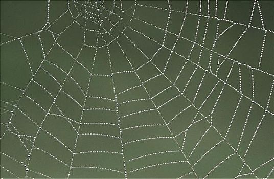 蜘蛛网,网,蜘蛛类