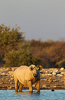 黑犀牛,犀牛,雄性,水潭,夜光,埃托沙国家公园,纳米比亚,非洲