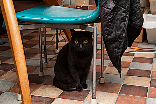 可爱的家庭宠物,黑色家猫,在桌椅底下与主人躲猫猫