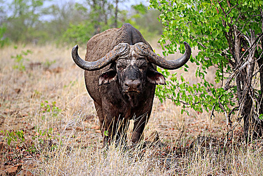 南非水牛,非洲水牛,成年,警惕,沙子,禁猎区,克鲁格国家公园,南非,非洲