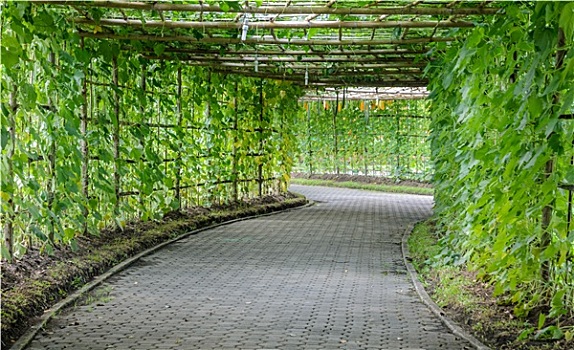 绿色,隧道,角度,农作物