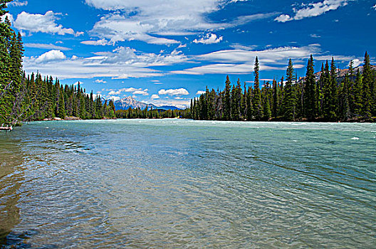 河,流动,树林,阿萨巴斯卡河,碧玉国家公园,艾伯塔省,加拿大