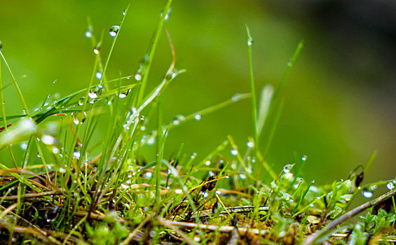 重庆酉阳,小草在绵雨中成长