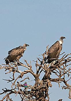 粗毛秃鹫,紫胸佛法僧鸟,尾巴,马赛马拉国家保护区,肯尼亚