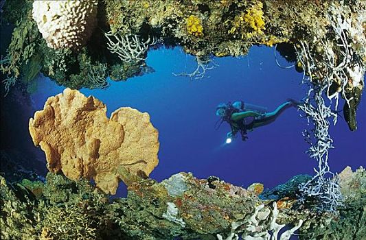 珊瑚,潜水,水下,巴哈马,印度洋,巴布亚新几内亚,探险,假日,动物