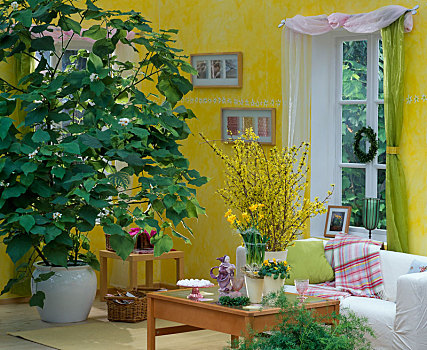 客厅,连翘属植物,花束