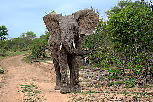 非洲象,成年,雄性,雄性动物,展示,行为,沙子,禁猎区,克鲁格国家公园,南非,非洲