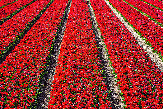 鲜明,红色,郁金香,地点,郁金香属,春天,北荷兰,荷兰