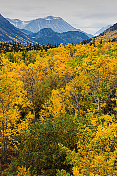 风景,秋色,海岸山脉,南,怀特霍斯,育空地区,加拿大