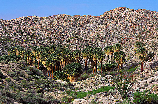 加利福尼亚,扇形棕榈,山,棕榈泉,安萨玻里哥沙漠州立公园