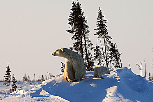 极地,熊,母熊,幼兽,北极,瓦普斯克国家公园,曼尼托巴,加拿大