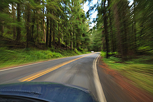 驾驶,树林,雷尼尔山国家公园,华盛顿,美国