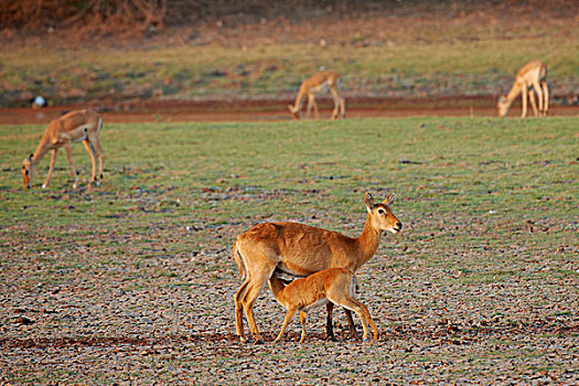 南卢安瓜国家公园,赞比亚
