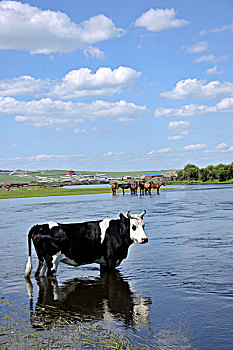 内蒙古呼伦贝尔鄂温克族旗伊敏河畔牛奶群