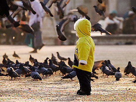 孩子,鸽子,德里,印度