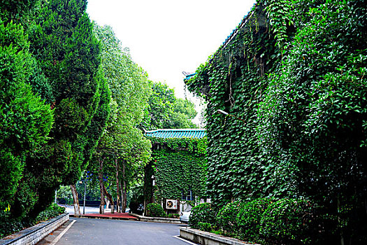 武汉大学小景-绿