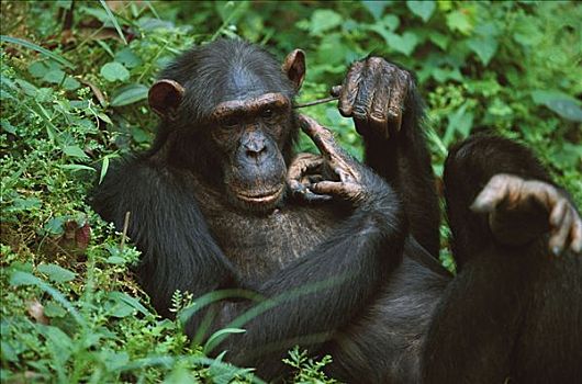 黑猩猩,类人猿,挠,耳,棍,加蓬