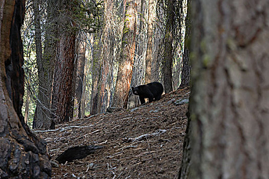 黑熊,美洲黑熊,红杉国家公园,加利福尼亚,美国
