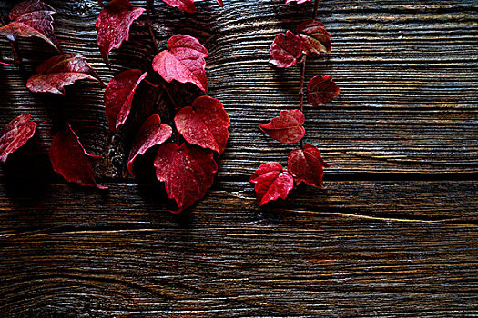 秋天,红叶,木头,背景