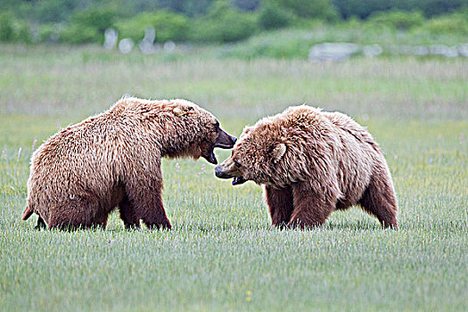 棕熊,对抗,卡特麦国家公园,阿拉斯加,美国