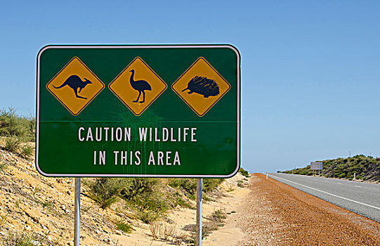 野生动物,签到,印度洋,公路,靠近,道路,西澳大利亚州