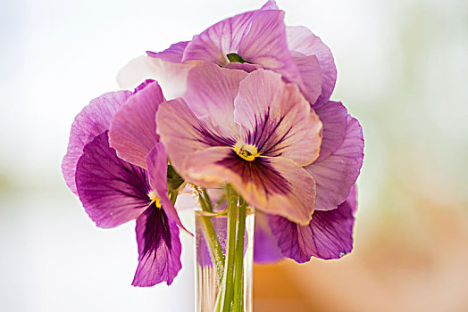漂亮,花束,三色堇,花,紫色,背景
