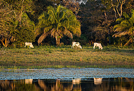 风景,牛,南方,潘塔纳尔,南马托格罗索州,巴西,南美