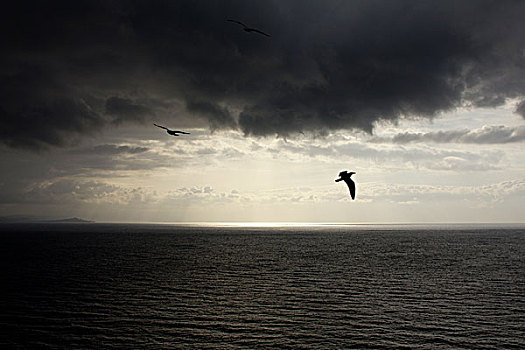 海鸥,飞,高处,暗色,海洋,萨丁尼亚,意大利