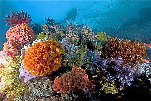 印度尼西亚,科莫多,潜水,彩色,礁石