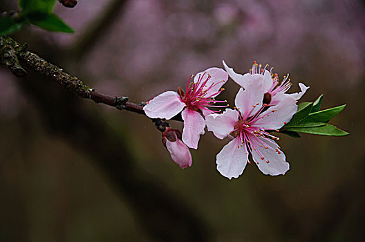 盛开的桃花