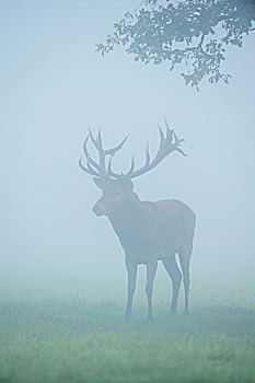 雄性,赤鹿,鹿属,鹿,站立,地点,早晨,雾气,发情期,欧洲