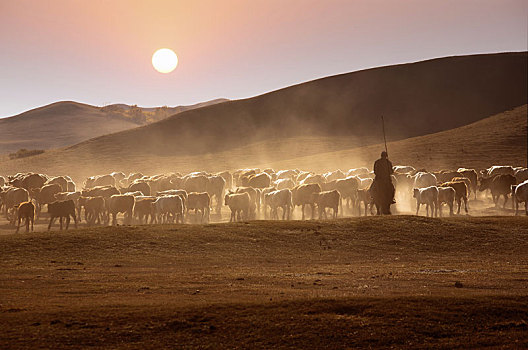 牛,草原,内蒙古
