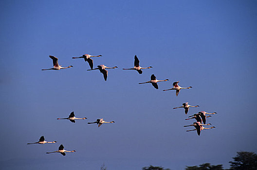 肯尼亚,安伯塞利国家公园,火烈鸟,飞行