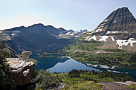 石山羊,雪羊,远眺,隐藏,湖,山,冰川国家公园,蒙大拿,美国