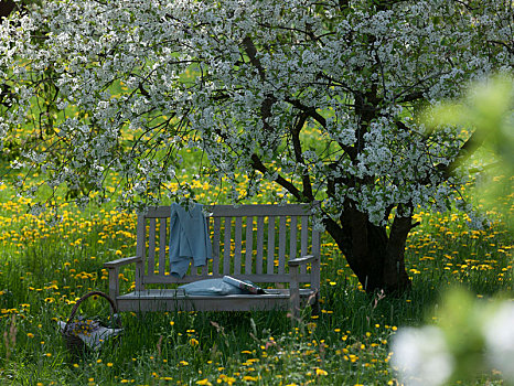 长椅,枕头,酸樱桃,盛开,草地