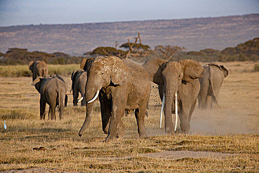 非洲大象113