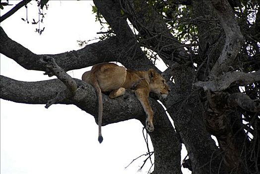 母狮,狮子,塞伦盖蒂国家公园,坦桑尼亚