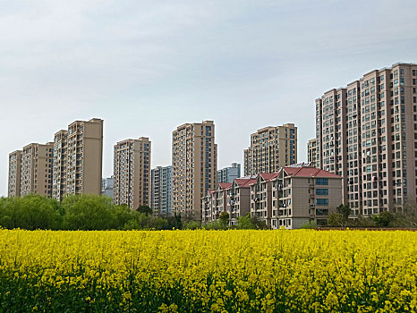 油菜花,花海