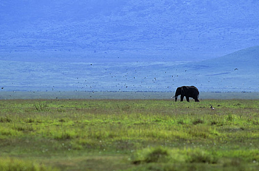 坦桑尼亚,恩戈罗恩戈罗火山口,大象,雄性动物