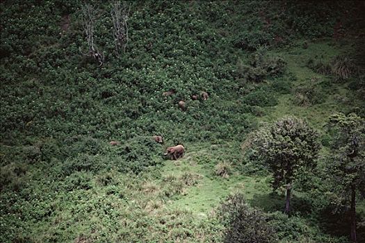 非洲象,牧群,觅食,树,肯尼亚