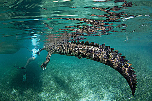 鳄鱼,自然保护区,游泳,水下呼吸管,花园,皇后区,古巴,水下视角