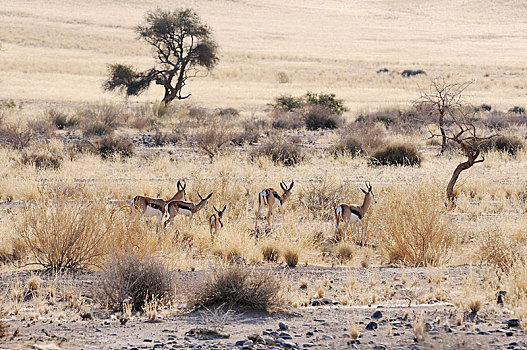 跳羚,幼兽,纳米比亚,非洲