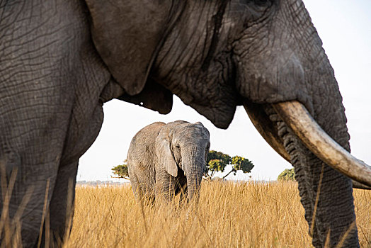 非洲象,野生动物,津巴布韦,非洲