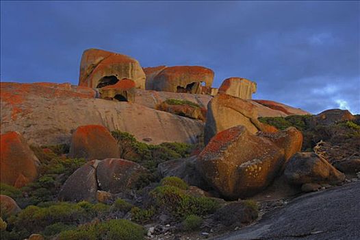 石头,追逐,国家公园,袋鼠,岛屿,澳洲南部,澳大利亚