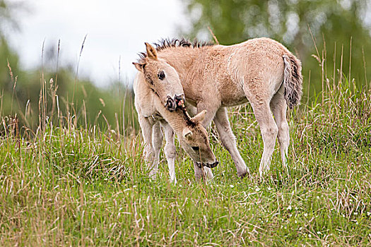 野马,两个,小马,玩,石南灌丛,萨克森安哈尔特,德国,欧洲